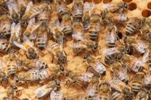 honeybees on honeycomb